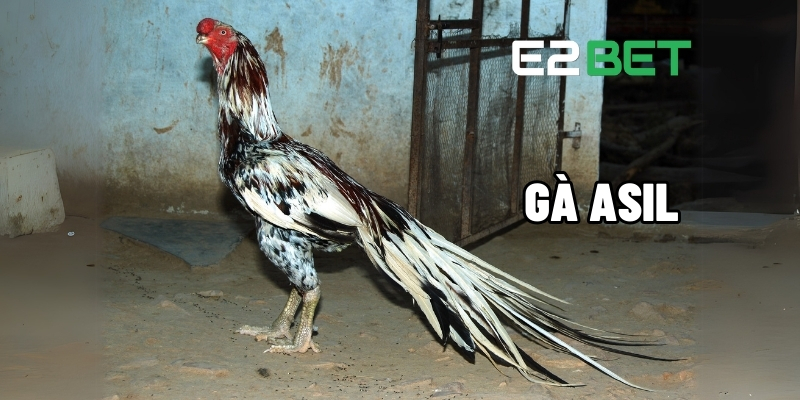 Gà Asil